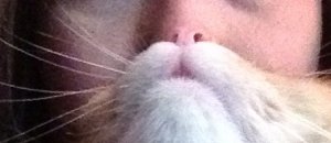 Barba gatto cat beard