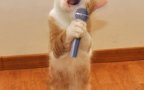 Gatto cantante