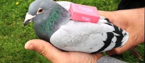 Pigeon