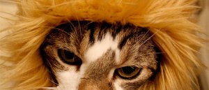 Lioncat06