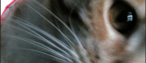 Snapcat1