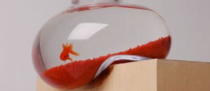Hanging habitat fish shelf