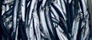 Sardine acciughe