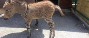 A Firenze nato raro incrocio fra zebra e asino