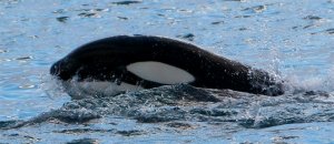 Orca arpionata affonda pescatori