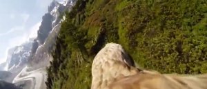 Aquila volo soggettiva