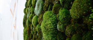 Anna garforth moss graffiti eco