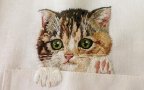 Gatti camicie