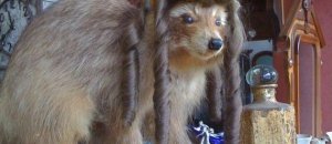 Weird taxidermy animal photos39