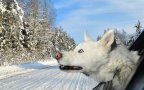 Dogs in Cars Malamute 640x480