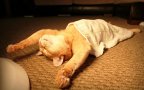 Funny sleeping cats