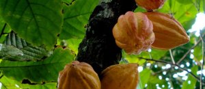 How fruits and vegetables grow 5
