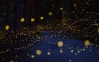 Long exposure photos of fireflies at night tsuneaki hiramatsu