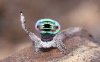 Maratus volans