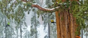 01 sequoia climbing team