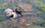 AUSTRALIA SNAKE 2839967b