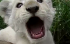 Animali cuccioli sbadigliano test video