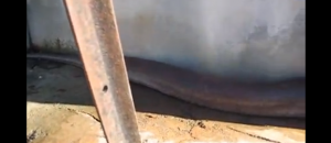 Video 18 secondi spaventare horror serpente