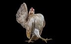 Chicken beauty contest 4 990x500