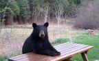Funny bears doing human things
