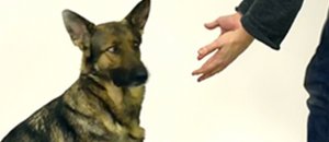 Magicfordogs