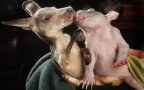 Wombat and kangaroo 6 650x433