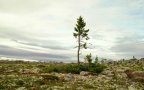 Albero antico
