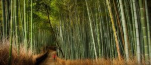 Sagano bamboo forest 3 resize2[2]