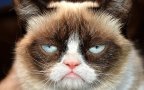 Grumpy Cat