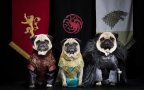 Cute pugs game of thrones pugs of westeros