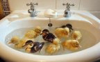 Ducklings