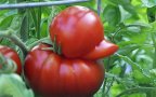 Funny shaped vegetables fruits