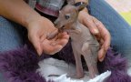Hairless bald animals