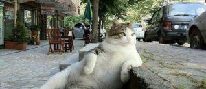 500x373xAnimaux assis006.jpg.pagespeed.ic.ZJBAAS8Z0J