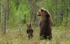 Animal parents 32 650x429