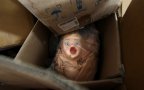 Doll5