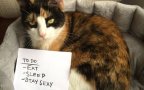 Cats agenda