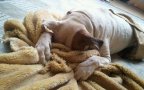 Animali cani gatti paura veterinario