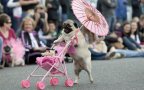 Cani che non hanno bisogno dei loro padroni