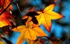 Autumn leaves light wallpaper