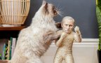 Cat scratchers putin kim jong