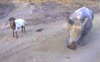 E05966c0 5879 11e4 ab19 eb19bf883ae2 1020rhino