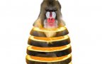 Mandrill orange