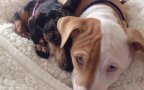Pitbull friend