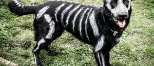 Cane halloween trucco
