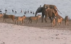 Elefante leone attacco