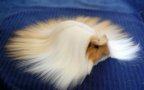 XX Animals That Need To Get A Haircut Real Bad16