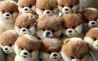 Camouflage animals pets funny 9