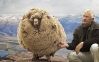 Shrek the sheep