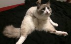 Silly cat1